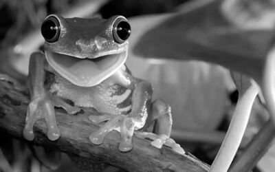 Zenbat ipuin idatzi behar dut ipuin idazle izateko?