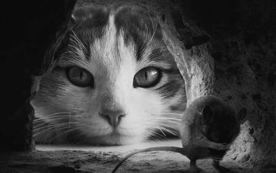 Sagu txiki, sagu maite