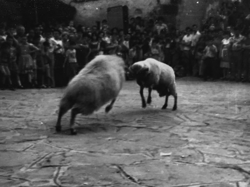 Ahari talka Zubietan. Jean Michel Etchecolonearen argazkia