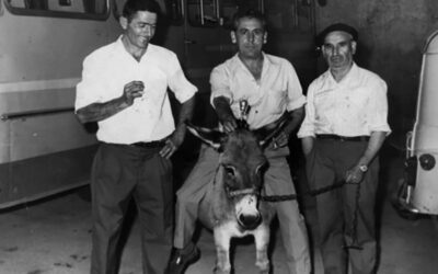 Euskal asto-lasterrak