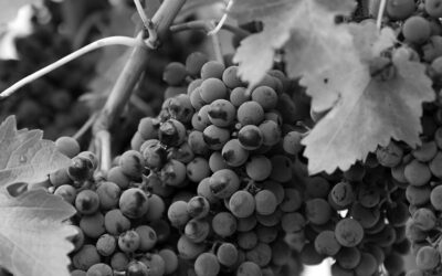 Ni naiz chit gauza gozoa