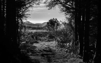 Macondo dut gogoan, edo basabizitzari hirukoa