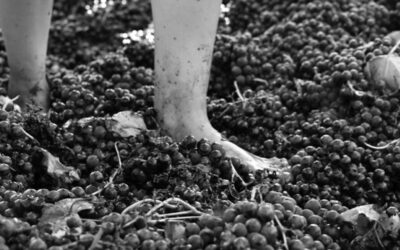 Mertxikaren lorearen ederra!